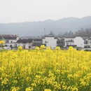 黄山旅游 缩略图 11
