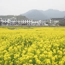 黄山旅游 缩略图 12