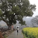 黄山旅游 缩略图 12