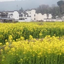 黄山旅游 缩略图 15