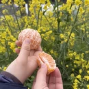 黄山旅游 缩略图 17