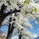 阿坝旅游 缩略图 7