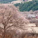 甘孜旅游 缩略图 4