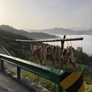 黄山旅游 缩略图 9