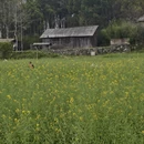 黄山旅游 缩略图 5