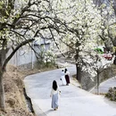 阿坝旅游 缩略图 7