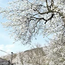 阿坝旅游 缩略图 8