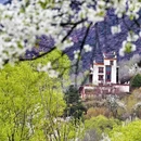 阿坝旅游 缩略图 7