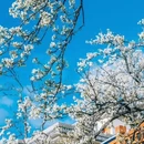 阿坝旅游 缩略图 4