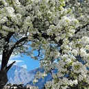 阿坝旅游 缩略图 5