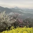 黄山旅游 缩略图 6