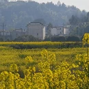 黄山旅游 缩略图 5
