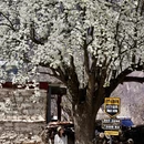 甘孜旅游 缩略图 1