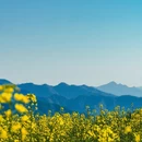 黄山旅游 缩略图 11
