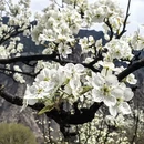 阿坝旅游 缩略图 14