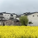 黄山旅游 缩略图 7