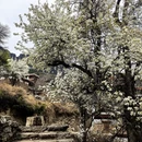 阿坝旅游 缩略图 3