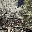 阿坝旅游 缩略图 7