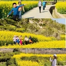 黄山旅游 缩略图 3