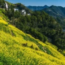 黄山旅游 缩略图 5