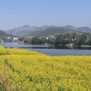 黄山旅游 缩略图 2