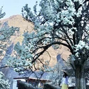 甘孜旅游 缩略图 4
