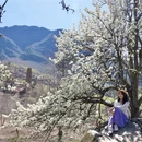甘孜旅游 缩略图 3