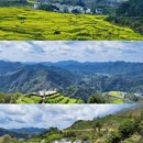 黄山旅游 缩略图 4