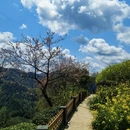 黄山旅游 缩略图 7
