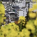 黄山旅游 缩略图 3