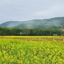 黄山旅游 缩略图 2