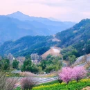 黄山旅游 缩略图 1