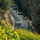 黄山旅游 缩略图 18