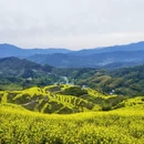 黄山旅游 缩略图 2