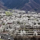 甘孜旅游 缩略图 15
