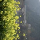 黄山旅游 缩略图 16