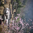 黄山旅游 缩略图 17