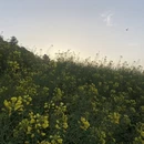 黄山旅游 缩略图 3