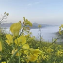 黄山旅游 缩略图 4