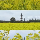 黄山旅游 缩略图 2