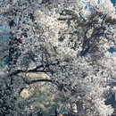 阿坝旅游 缩略图 4