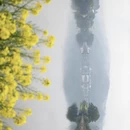 黄山旅游 缩略图 9