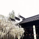 扬州旅游 缩略图 2