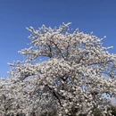 上海旅游 缩略图 12