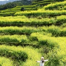黄山旅游 缩略图 3