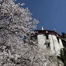林芝旅游 缩略图 10