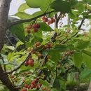 成都旅游 缩略图 6