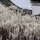 扬州旅游 缩略图 4