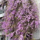 长沙旅游 缩略图 3