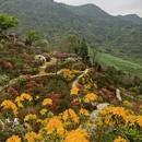 黄山旅游 缩略图 11